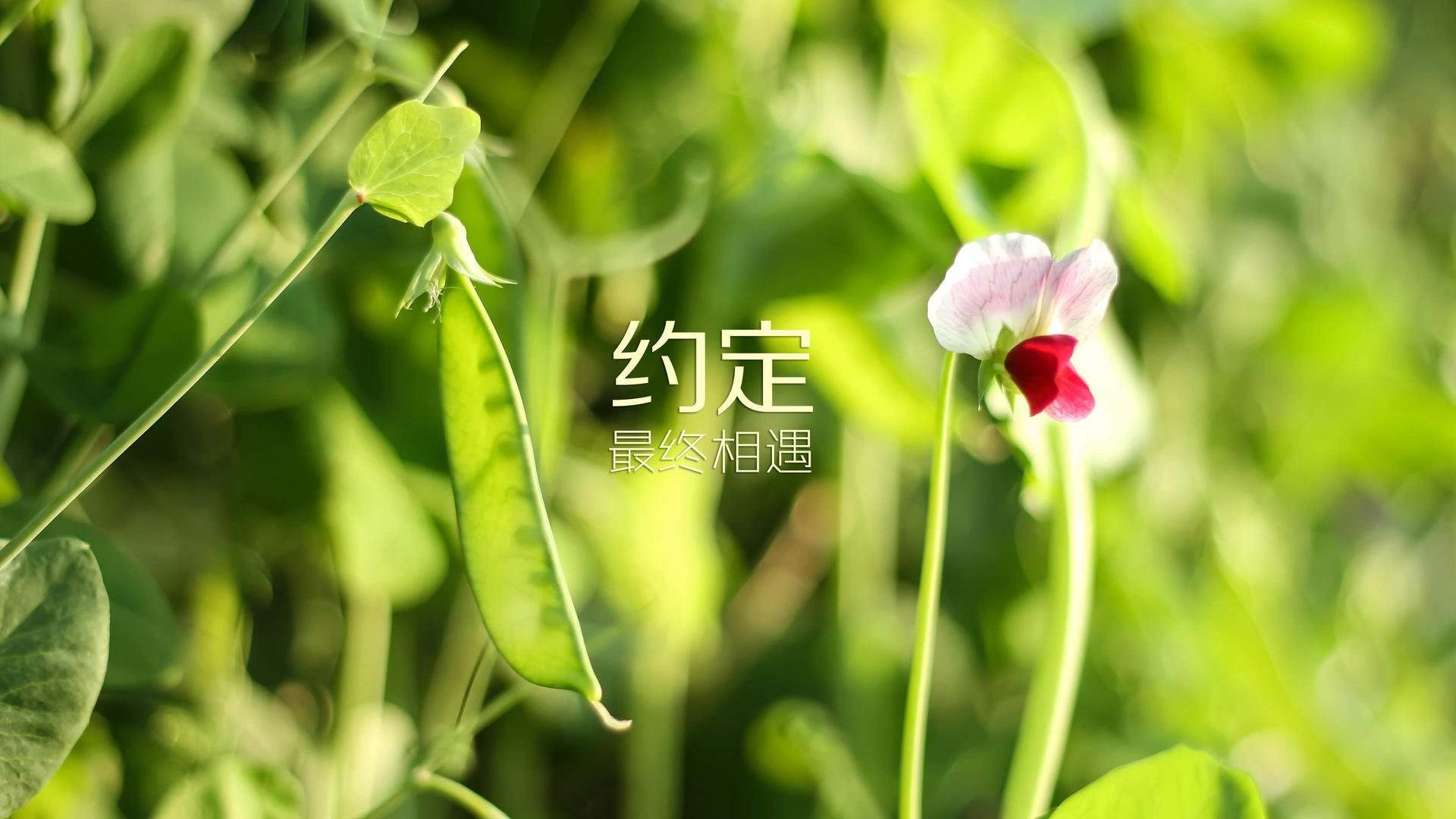 英超教练组使用语义转写平台优化临场战术布置效率，英超 教练