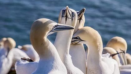 开云体育在线赛事直播-篮球运动员赛前心理准备技术与效果评估，篮球比赛心理分析