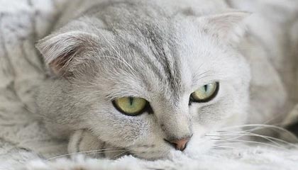 开云网址入口-瑞典队出色发挥：2024混合团体世界杯赛程回顾，瑞典参加世界杯