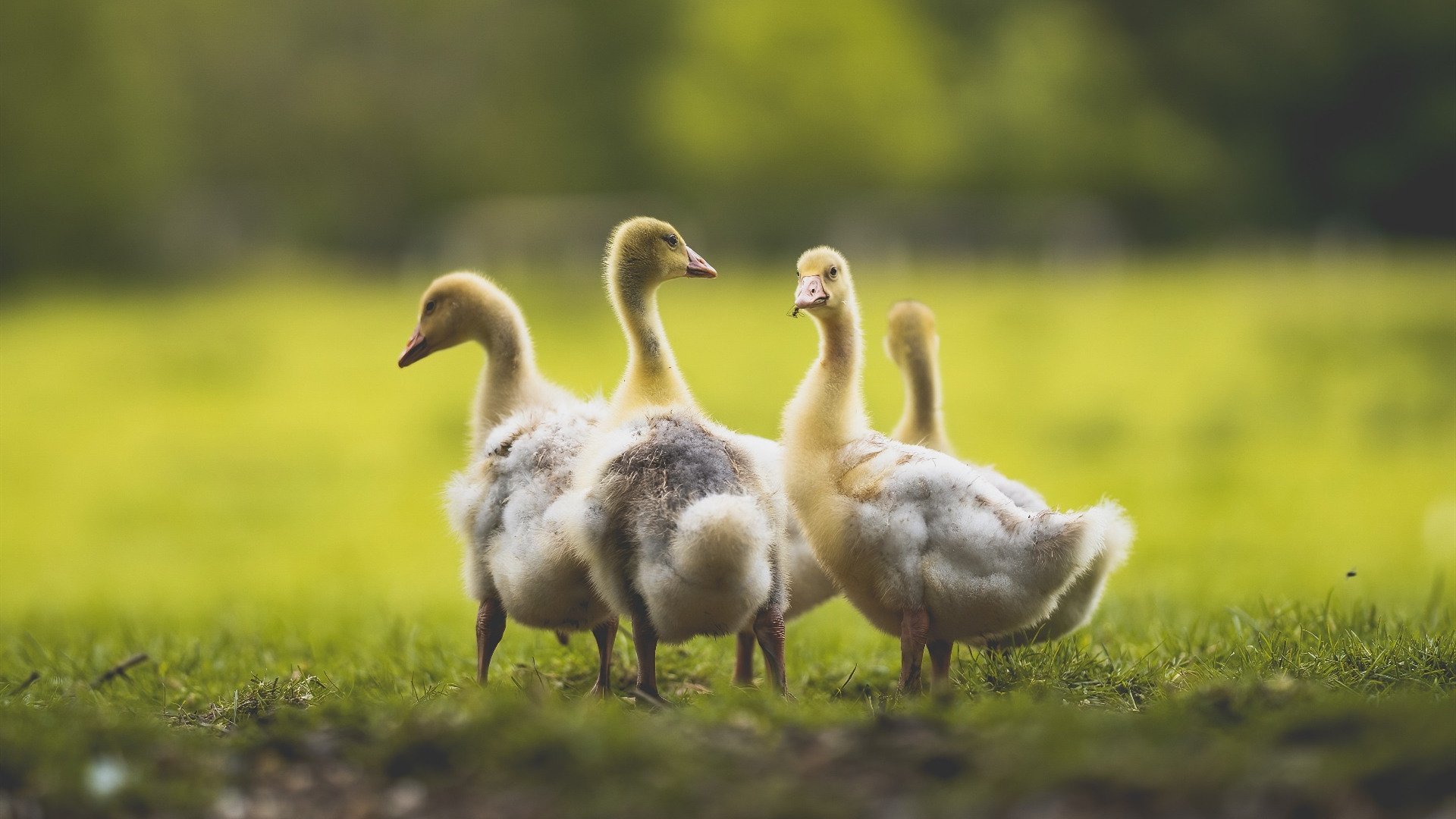 五大联赛球队青训体系是否仍具核心竞争力，五大联赛队伍别名