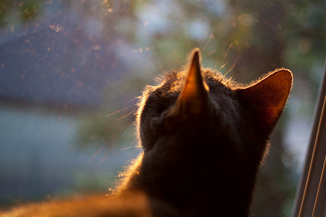 波兰队未来展望：如何通过调动团队动力增强赛场执行力，波兰队小组